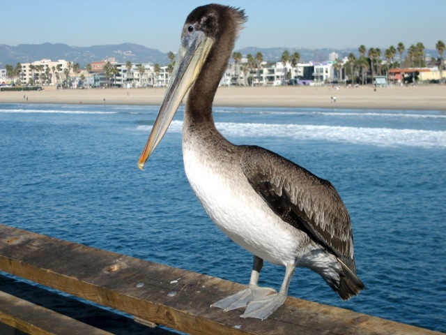 pelican